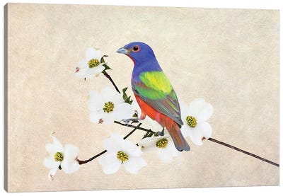 Painted Bunting In Dogwood Tree Canvas Art Print