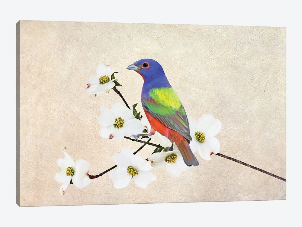 Painted Bunting In Dogwood Tree by Laura D Young 1-piece Canvas Artwork