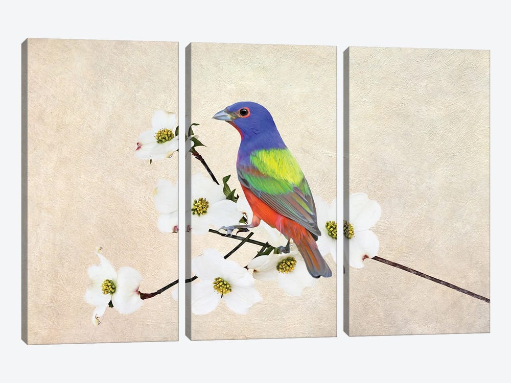 Painted Bunting In Dogwood Tree by Laura D Young 3-piece Canvas Wall Art