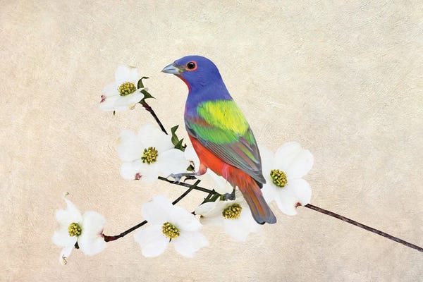 Dogwood Trees: Painted Bunting In Dogwood Tree by Laura D Young