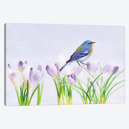 Warbler In The Crocus Patch Canvas Print #LDY68} by Laura D Young Canvas Artwork