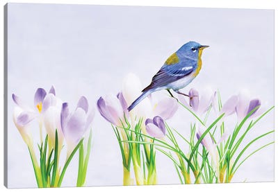 Warbler In The Crocus Patch Canvas Art Print - Warbler Art