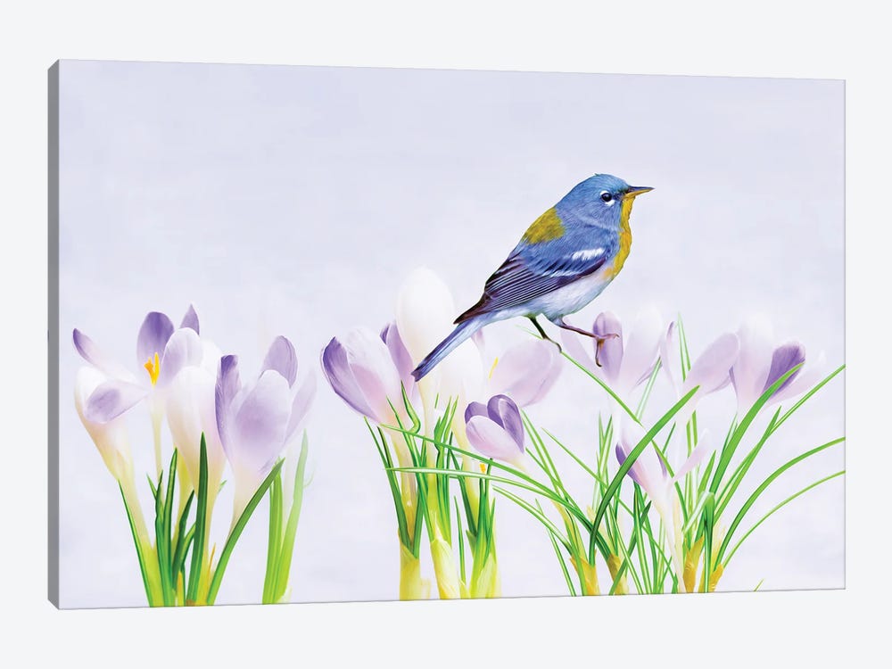 Warbler In The Crocus Patch by Laura D Young 1-piece Canvas Art Print