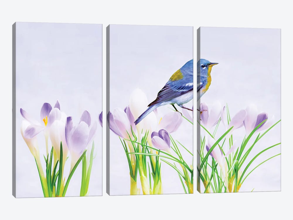 Warbler In The Crocus Patch by Laura D Young 3-piece Canvas Print