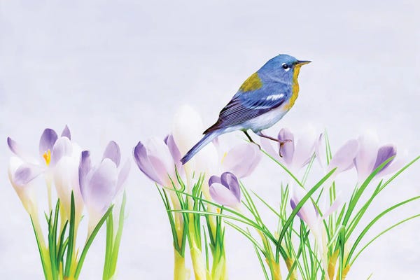 Laura D Young: Warbler In The Crocus Patch by Laura D Young