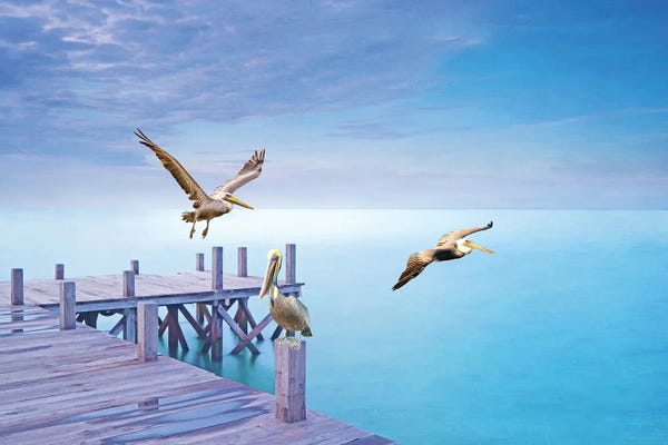 Docks & Piers: Brown Pelican Party by Laura D Young