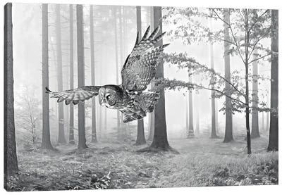 Great Gray Owl In Autumn Woods Bw Canvas Art Print - Laura D Young
