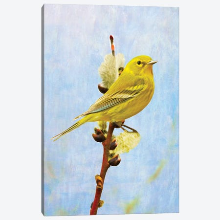 Pine Warbler On Willow Canvas Print #LDY70} by Laura D Young Canvas Art Print