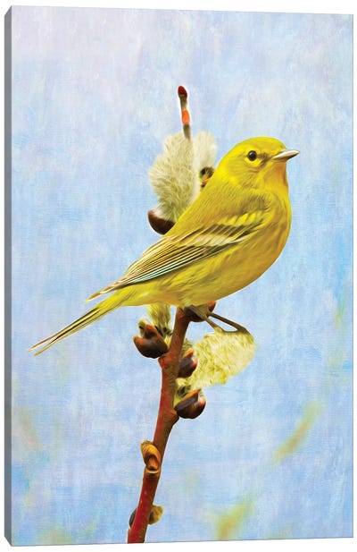 Pine Warbler On Willow Canvas Art Print - Laura D Young
