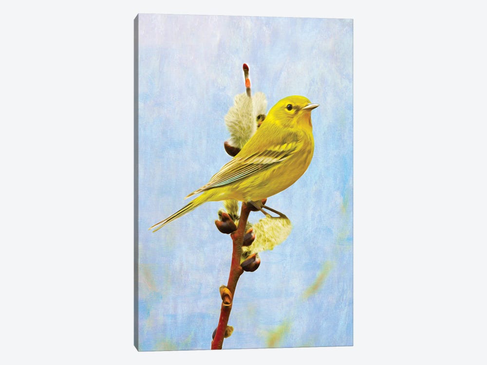 Pine Warbler On Willow by Laura D Young 1-piece Canvas Art
