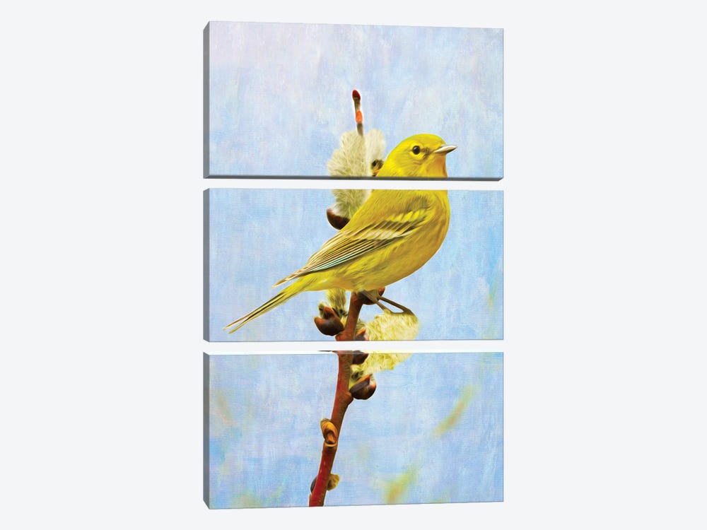 Pine Warbler On Willow by Laura D Young 3-piece Canvas Wall Art