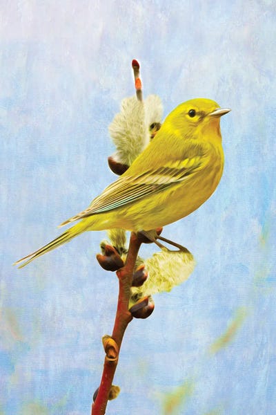 Laura D Young: Pine Warbler On Willow by Laura D Young