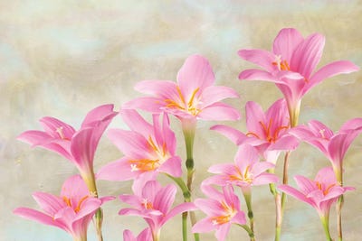 Pink Lilies In Spring by Laura D Young art print