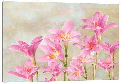 Pink Lilies In Spring Canvas Art Print - Lily Art
