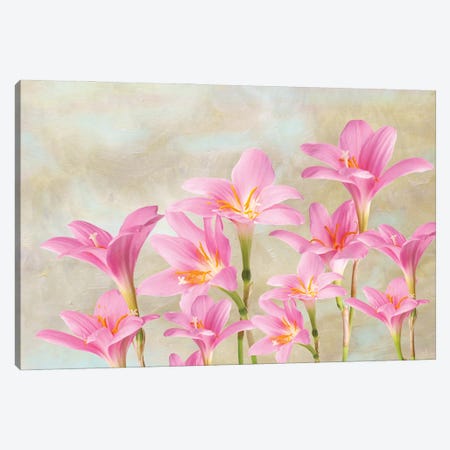 Pink Lilies In Spring Canvas Print #LDY71} by Laura D Young Canvas Print