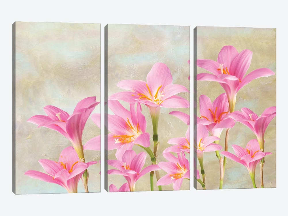 Pink Lilies In Spring by Laura D Young 3-piece Canvas Print