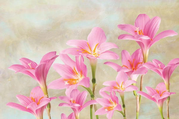 Lilies: Pink Lilies In Spring by Laura D Young