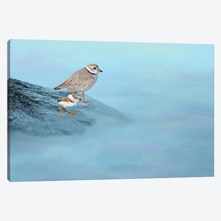 Piping Plover Family Canvas Print #LDY72} by Laura D Young Canvas Art Print