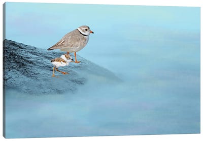 Piping Plover Family Canvas Art Print - Plovers