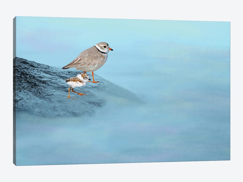 Piping Plover Family by Laura D Young 1-piece Canvas Wall Art