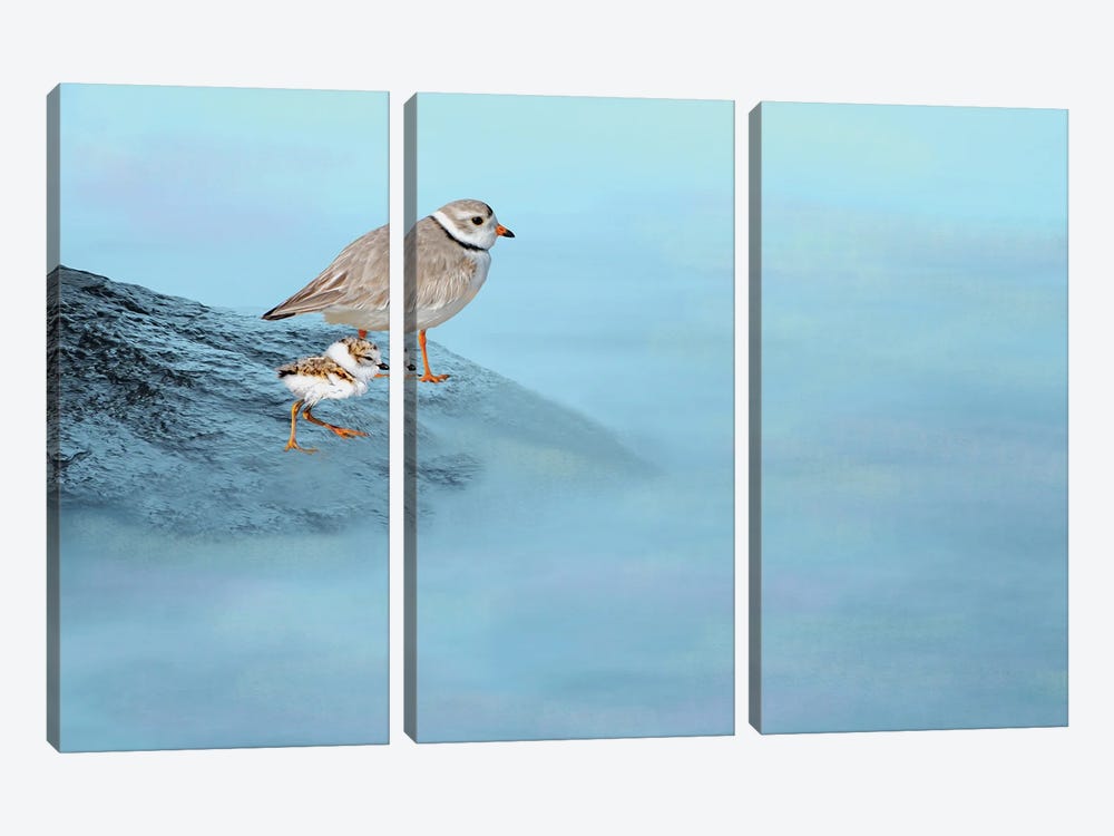 Piping Plover Family by Laura D Young 3-piece Canvas Wall Art