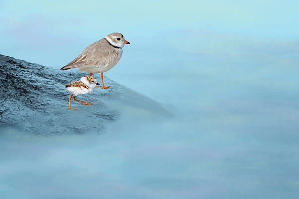 Plovers: Piping Plover Family by Laura D Young