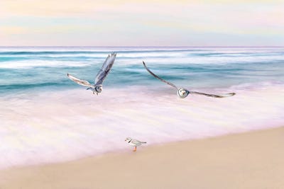 Plovers