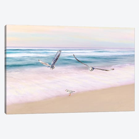 Piping Plover Beach Party Canvas Print #LDY73} by Laura D Young Canvas Print