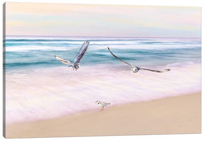 Piping Plover Beach Party Canvas Art Print - Laura D Young