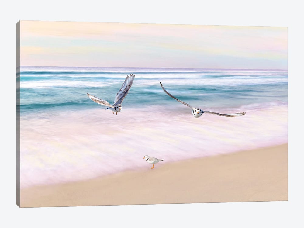 Piping Plover Beach Party by Laura D Young 1-piece Canvas Print
