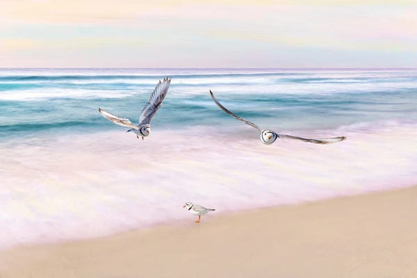 Laura D Young: Piping Plover Beach Party by Laura D Young