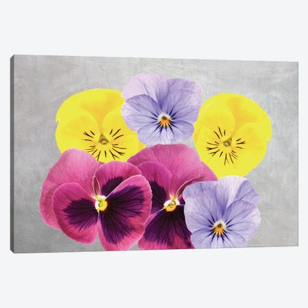 Pansy Flower Arrangement Canvas Print #LDY74} by Laura D Young Canvas Wall Art