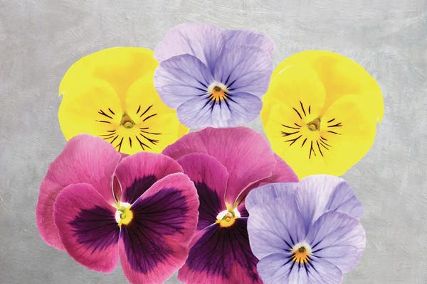 Pansies: Pansy Flower Arrangement by Laura D Young
