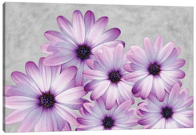 Purple Daisies On A Gray Background Canvas Art Print - Daisy Art