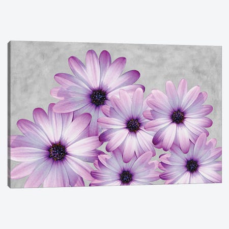 Purple Daisies On A Gray Background Canvas Print #LDY75} by Laura D Young Canvas Wall Art