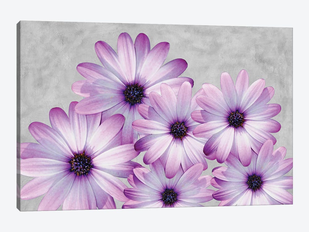 Purple Daisies On A Gray Background by Laura D Young 1-piece Canvas Print