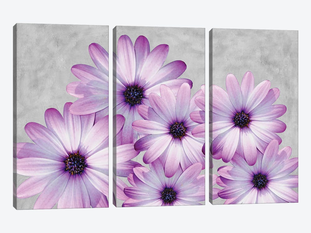 Purple Daisies On A Gray Background by Laura D Young 3-piece Art Print