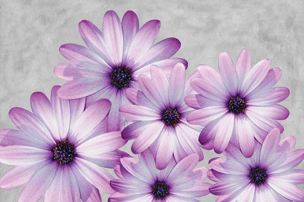 Laura D Young: Purple Daisies On A Gray Background by Laura D Young