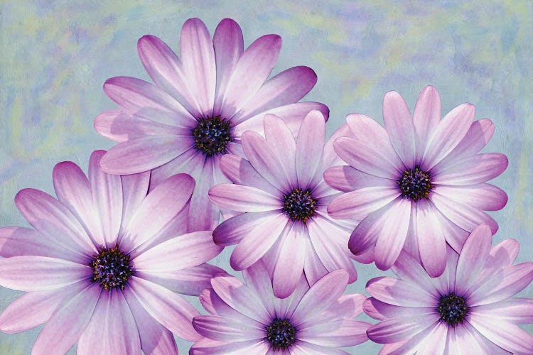 Purple Daisies by Laura D Young wall art