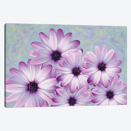 Purple Daisies Canvas Print #LDY76} by Laura D Young Canvas Art