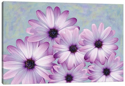 Purple Daisies Canvas Art Print - Laura D Young