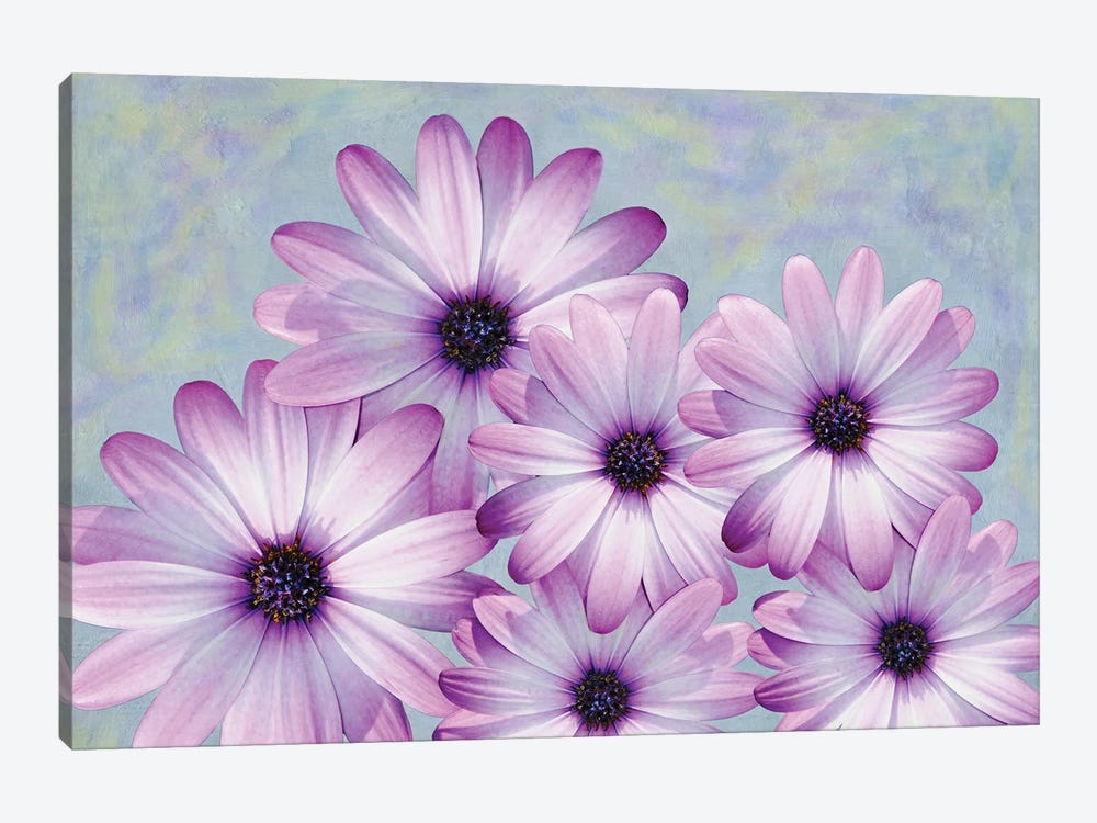 Purple Daisies by Laura D Young 1-piece Canvas Artwork
