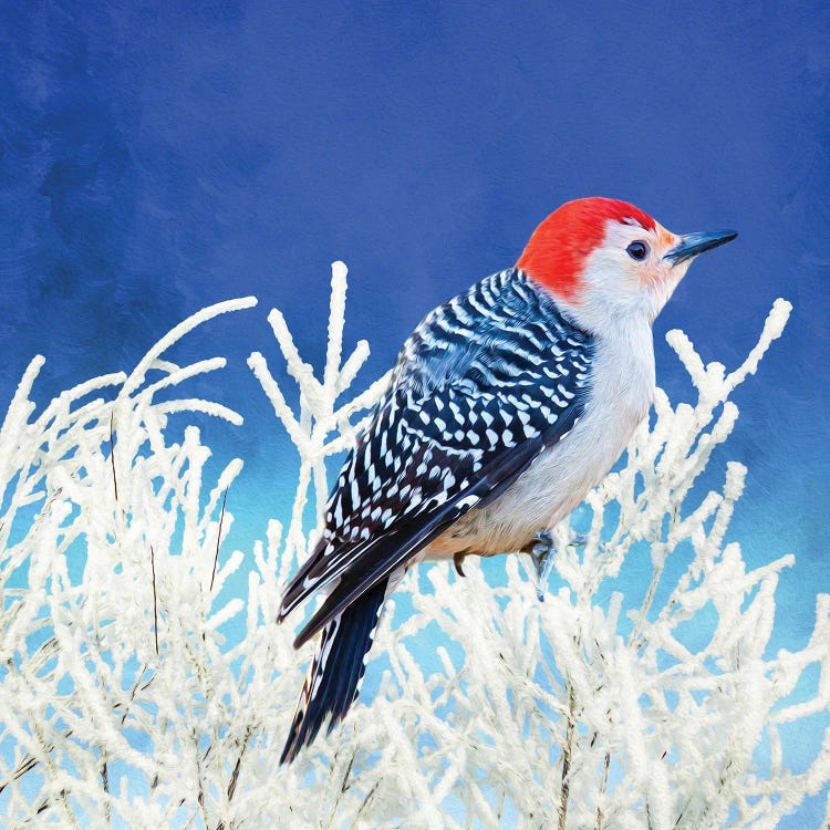 Red Bellied Woodpecker In Winter