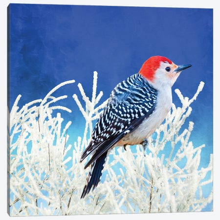 Red Bellied Woodpecker In Winter Canvas Print #LDY78} by Laura D Young Canvas Art Print