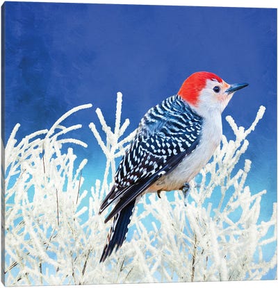 Red Bellied Woodpecker In Winter Canvas Art Print - Laura D Young