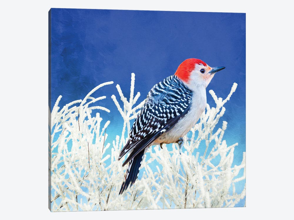 Red Bellied Woodpecker In Winter by Laura D Young 1-piece Canvas Wall Art
