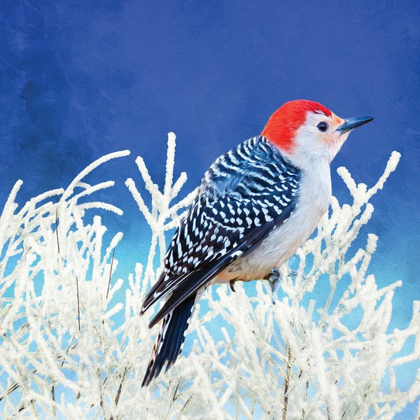 Woodpeckers: Red Bellied Woodpecker In Winter by Laura D Young