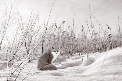 Red Fox In Winter Bw by Laura D Young canvas print