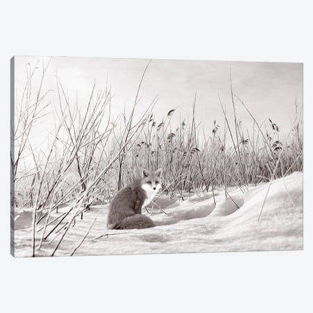 Red Fox In Winter Bw Canvas Print #LDY79} by Laura D Young Canvas Print