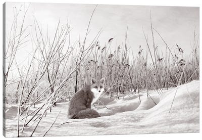 Red Fox In Winter Bw Canvas Art Print - Laura D Young